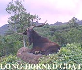Long Horned Goat