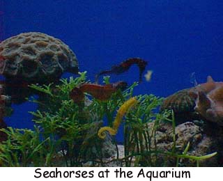 Seahorses at the Aquarium