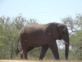 Really big elephant!
