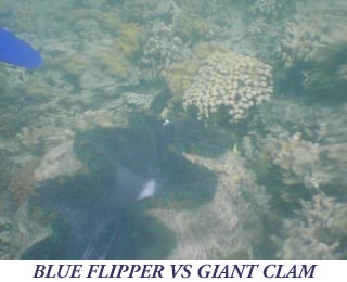 Giant Clam