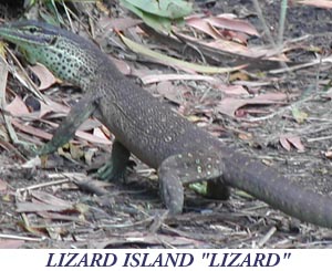 Lizard Island Lizard