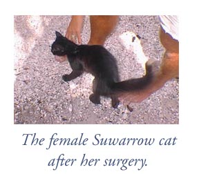 These cats hold no grudge against their surgeon