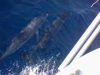 Dolphins under the bow