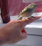 golden crowned kinglet