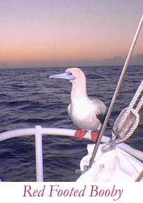baby booby