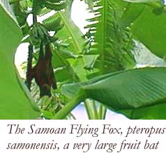 Samoan Fruitbat