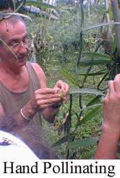 Pollinating Vanilla