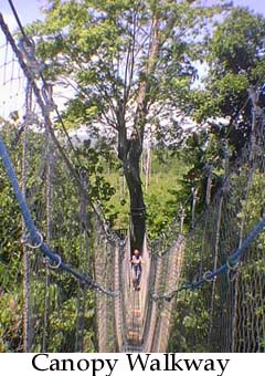 Rainforest Walkway