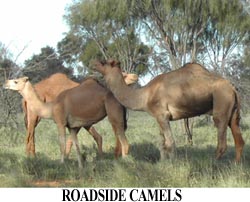 Not so wild camels.