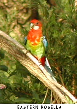 Eastern Rosella