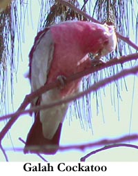 Galah Cockatoo.