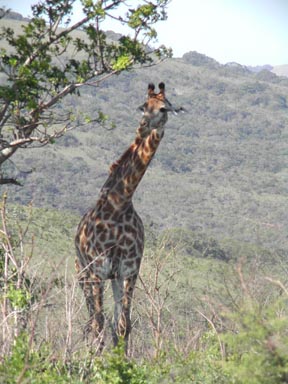 Giraffe.