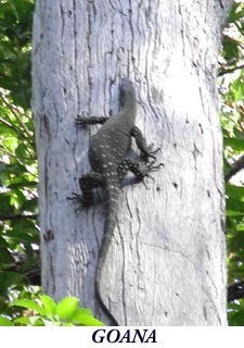 Rainforest wildlife.