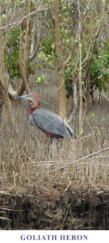 Very big heron