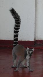 Mascot the lemur.