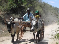 Ox cart.