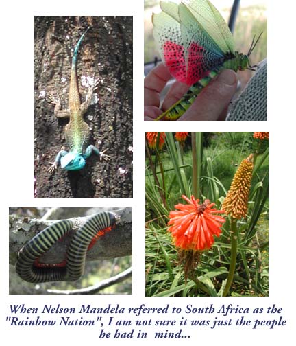 bugs, flowers and crawly things in South Africa