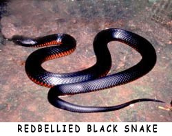The deadly Redbellied Snake.