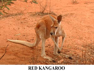 Roo in the park.