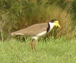 Shore bird on the riverbank.