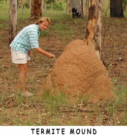 Wild termite mound.