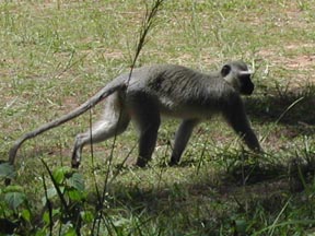 Vervet monkey.