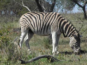 Zebra.