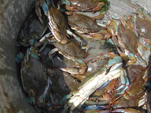 Blue crabs.